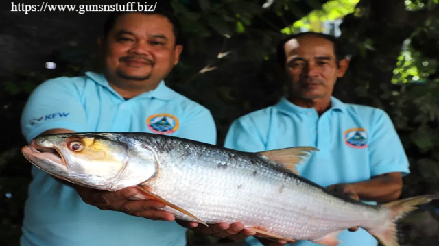 Ikan Hantu Sungai Mekong Muncul Lagi